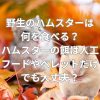 野生のハムスターは何を食べる？ハムスターの餌は人工フードやペレットだけでも大丈夫？