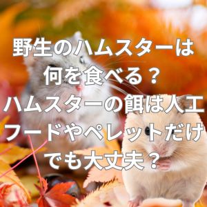 野生のハムスターは何を食べる？ハムスターの餌は人工フードやペレットだけでも大丈夫？