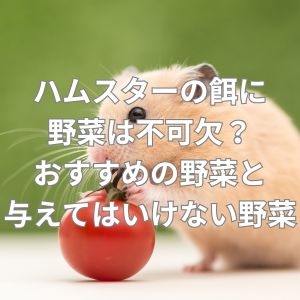 ハムスターの餌に野菜は不可欠？おすすめの野菜と与えてはいけない野菜