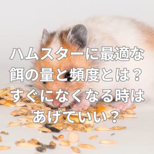 ハムスターに最適な餌の量と頻度とは？