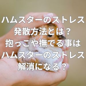 ハムスターのストレス発散方法とは？