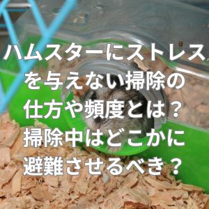 ハムスターにストレスを与えない掃除の仕方や頻度