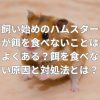 ハムスターが餌を食べない
