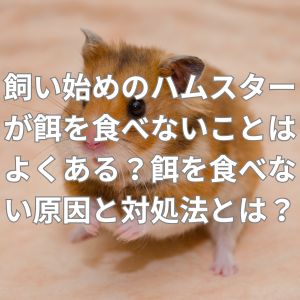ハムスターが餌を食べない