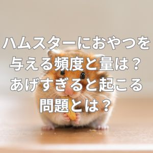 ハムスターにおやつを与える頻度と量は？