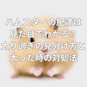 ハムスターの肥満は見た目でわかる？