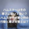 ハムスターは冬の寒さに弱い？強い？ハムスターが寒い時の行動と寒さ対策