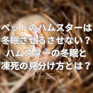 ペットのハムスターは冬眠させる？させない？