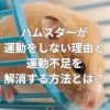 ハムスターが運動しない理由と運動不足を解消する方法とは？
