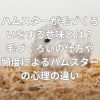 ハムスターが毛づくろいをする意味とは？