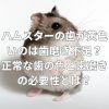 ハムスターの正常な歯の色と歯磨きの必要性とは？