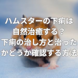 ハムスターの下痢は自然治癒する？下痢の治し方