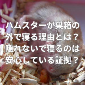 ハムスターが巣箱の外で寝る理由とは？