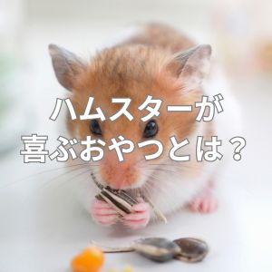 ハムスターが喜ぶおやつとは？