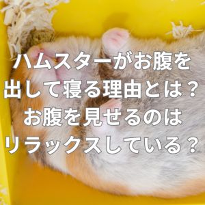 ハムスターがお腹を出して寝る理由とは？