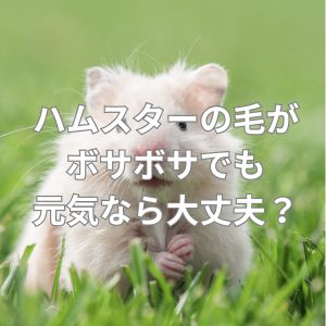 ハムスターの毛がボサボサでも元気なら大丈夫？