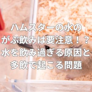 ハムスターが水を飲み過ぎる原因