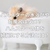 ハムスターの水浴びやお風呂はダメ