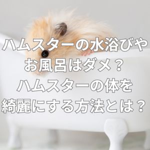 ハムスターの水浴びやお風呂はダメ