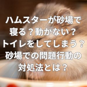 ハムスターが砂場で寝る？動かない？トイレをしてしまう？