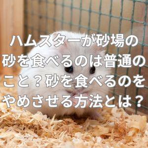 ハムスターが砂場の砂を食べるのは普通のこと？