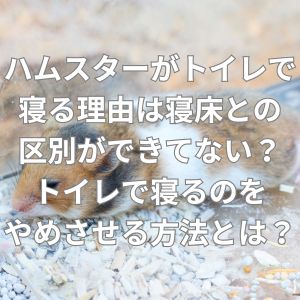 ハムスターがトイレで寝る理由は寝床との区別ができてない？
