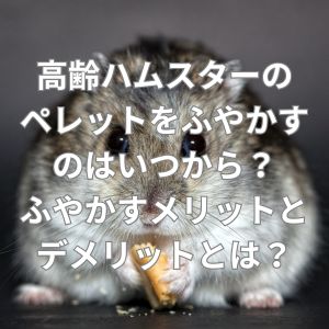 高齢ハムスターのペレットをふやかすのはいつから？