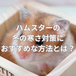 ハムスターの冬の寒さ対策におすすめな方法