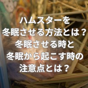 ハムスターを冬眠させる方法とは？
