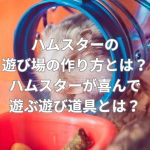 ハムスターの遊び場の作り方とは？ハムスターが喜んで遊ぶ遊び道具とは？