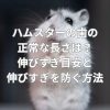 ハムスターの歯の正常な長さは？伸びすぎ目安と伸びすぎを防ぐ方法