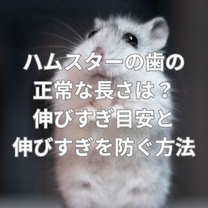 ハムスターの歯の正常な長さは？伸びすぎ目安と伸びすぎを防ぐ方法