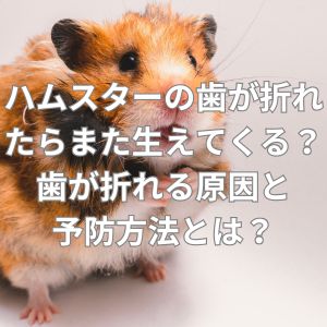 ハムスターの歯が折れる原因と予防方法とは？
