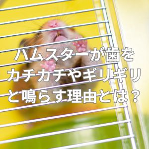 ハムスターが歯をカチカチやギリギリと鳴らす理由とは？