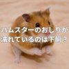 ハムスターのおしりが濡れているのは下痢？
