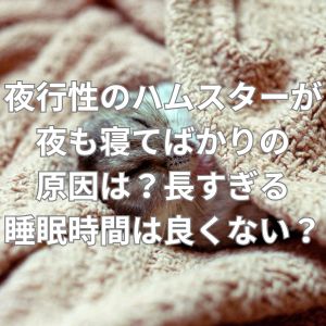 夜行性のハムスターが夜も寝てばかりの原因は？
