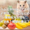 ハムスターにバナナやイチゴ、リンゴなどの果物を与えても大丈夫？