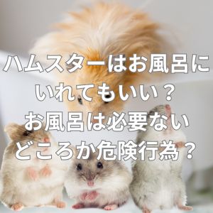 ハムスターはお風呂にいれてもいい？