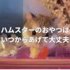 ハムスターのおやつはいつからあげて大丈夫？