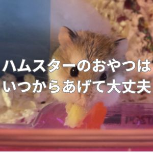 ハムスターのおやつはいつからあげて大丈夫？