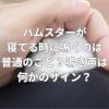 ハムスターが寝てる時に鳴くのは普通のこと？