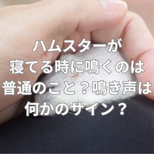 ハムスターが寝てる時に鳴くのは普通のこと？