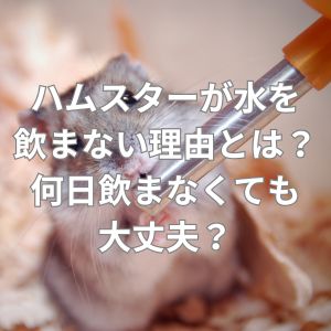 ハムスターが水を飲まない理由とは？