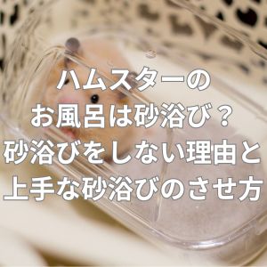 ハムスターのお風呂は砂浴び？砂浴びをしない理由と上手な砂浴びのさせ方
