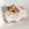 ハムスターは自分でトイレを覚える？