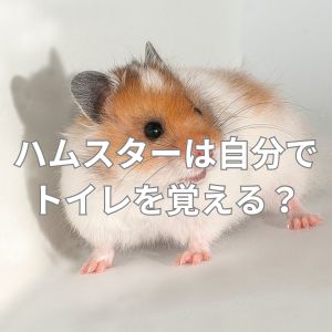 ハムスターは自分でトイレを覚える？