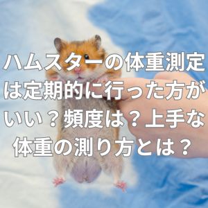 ハムスターの体重測定は定期的に行った方がいい？頻度は？