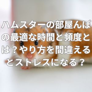 ハムスターの部屋んぽの最適な時間と頻度
