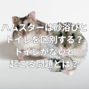 ハムスターは砂浴びとトイレを区別する？
