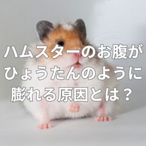 ハムスターのお腹がひょうたんのように膨れる原因